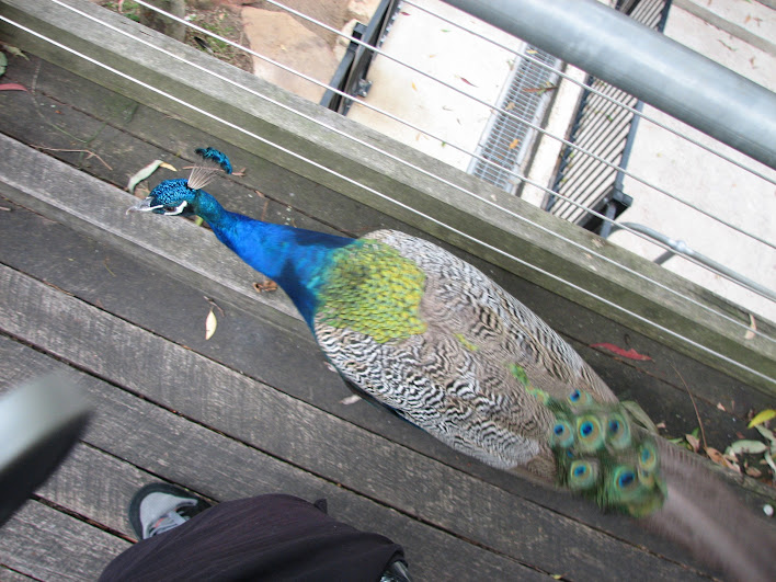 Blackbutt 2007 - Indian Peafowl
