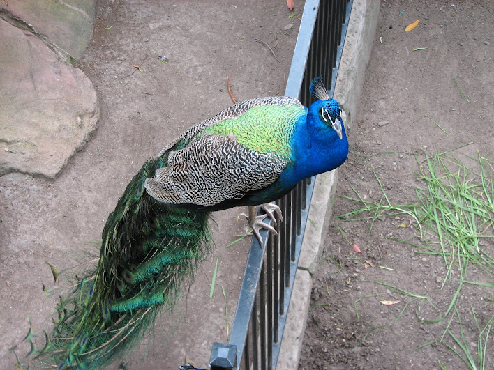 Blackbutt 2007 - Indian Peafowl