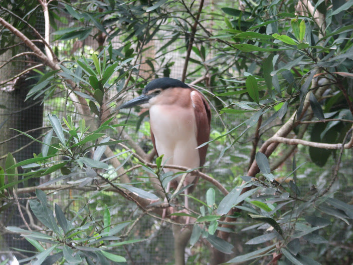 Blackbutt 2007 - Nankeen Night Heron