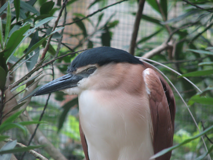 Blackbutt 2007 - Nankeen Night Heron