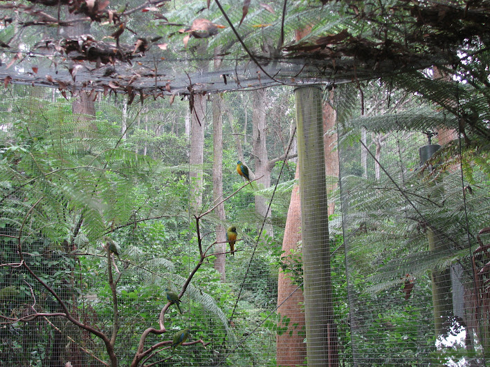 Blackbutt 2007 - Neophema (ID?)