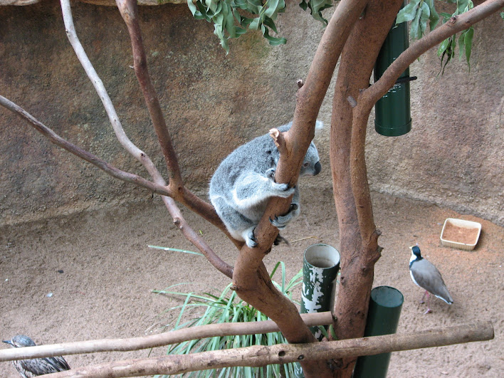 Blackbutt 2007 - Northern Koala, Bush Stone Curlew and Black-shouldered Lapwing