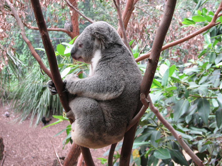 Blackbutt 2007 - Northern Koala (Pheasant Coucal, Tawny Frogmouth, Bar-shouldered Dove and Grey-crowned Babbler in the background)