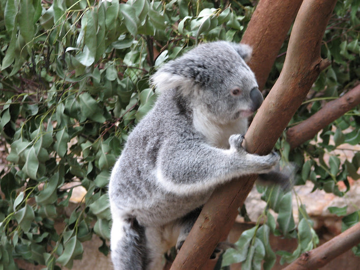 Blackbutt 2007 - Northern Koala