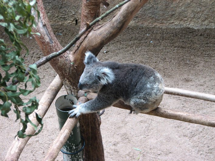 Blackbutt 2007 - Northern Koala