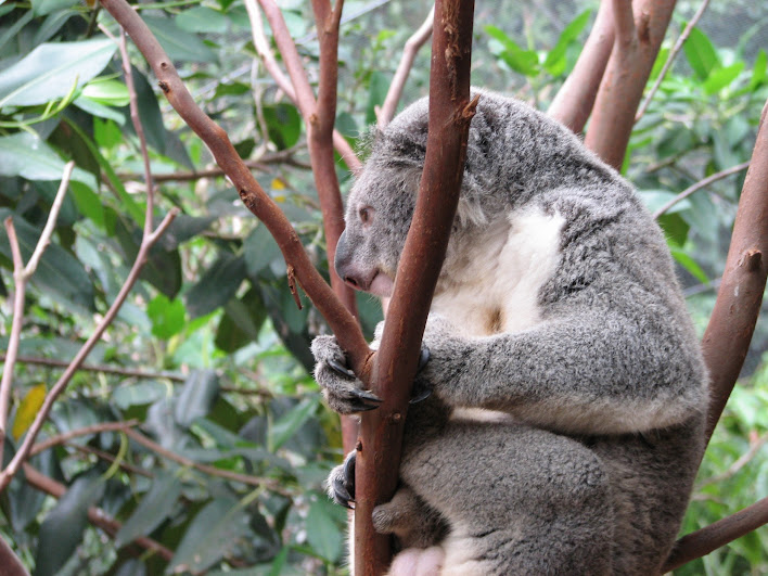 Blackbutt 2007 - Northern Koala