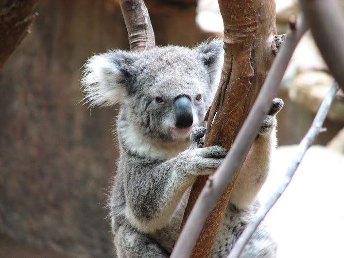 Blackbutt 2007 - Northern Koala