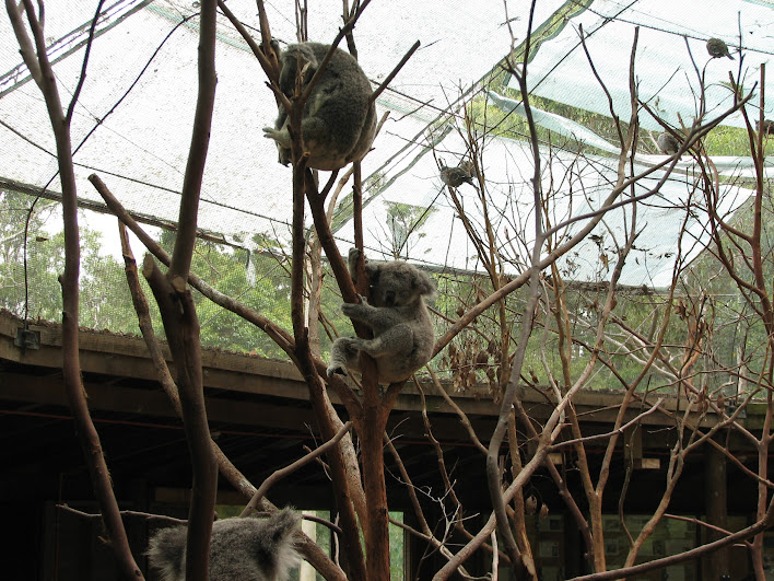 Blackbutt 2007 - Northern Koalas, Bar-shouldered Doves and Crested Pigeons