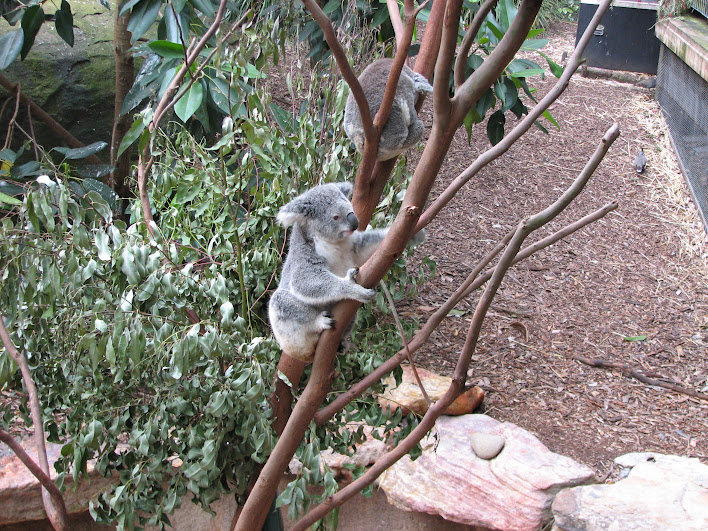 Blackbutt 2007 - Northern Koalas (Crested Pigeon and Common Bronzewing in the background)
