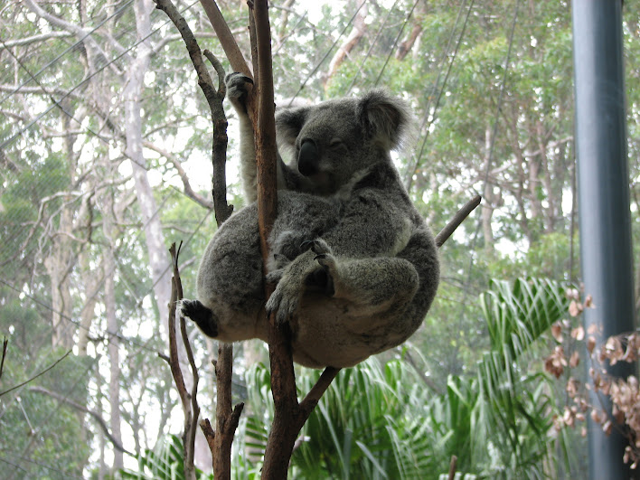 Blackbutt 2007 - Northern Koalas