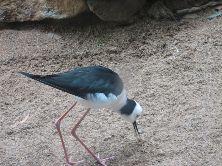 Blackbutt 2007 - Pied Stilt
