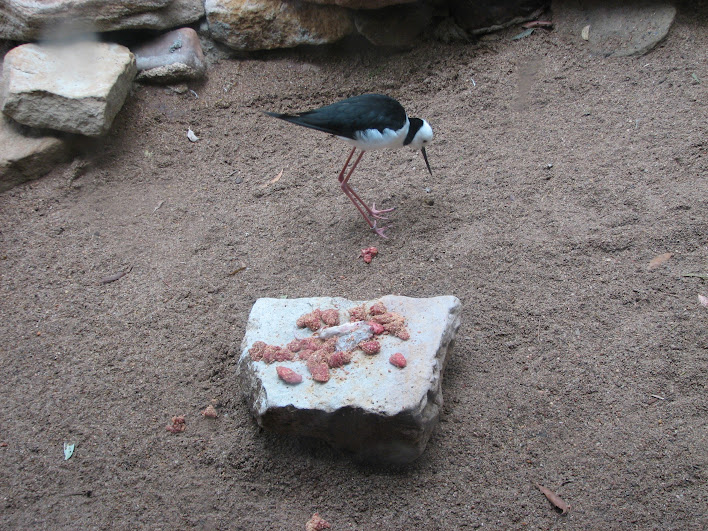 Blackbutt 2007 - Pied Stilt
