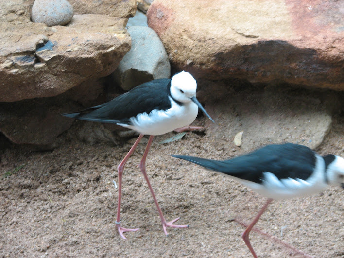 Blackbutt 2007 - Pied Stilts