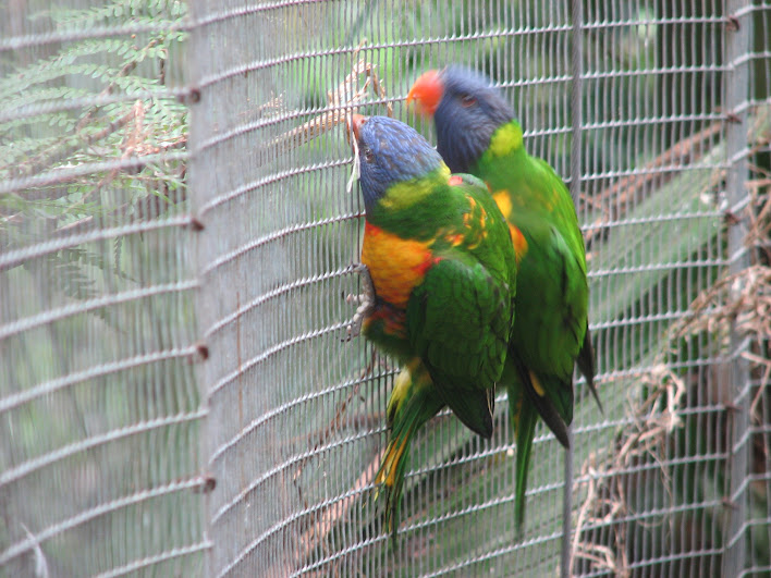 Blackbutt 2007 - Rainbow Lorikeets