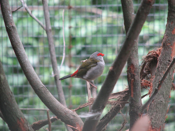 Blackbutt 2007 - Red-browed Finch