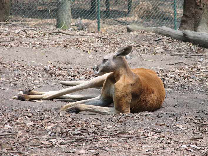Blackbutt 2007 - Red Kangaroo