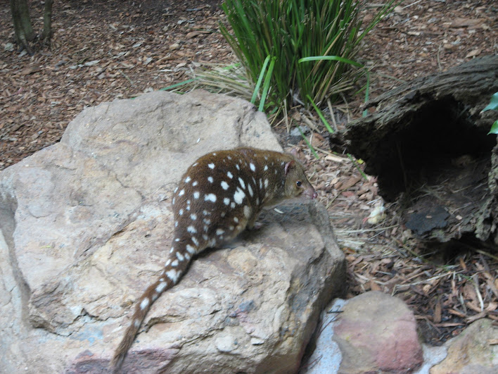 Blackbutt 2007 - Spotted-tailed Quoll