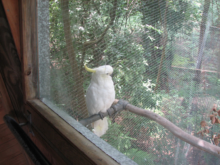 Blackbutt 2007 - Sulphur-crested Cockatoo