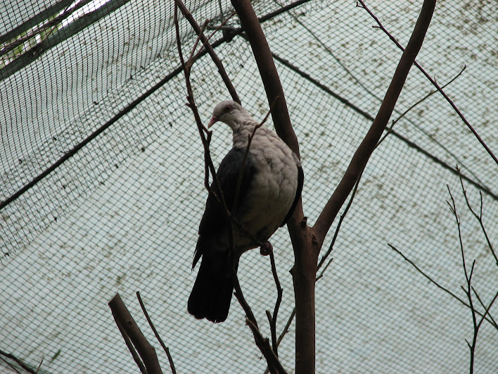 Blackbutt 2007 - White-headed Pigeon in the koala aviary
