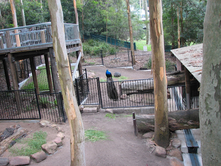Blackbutt 2007 - Wombat viewing area