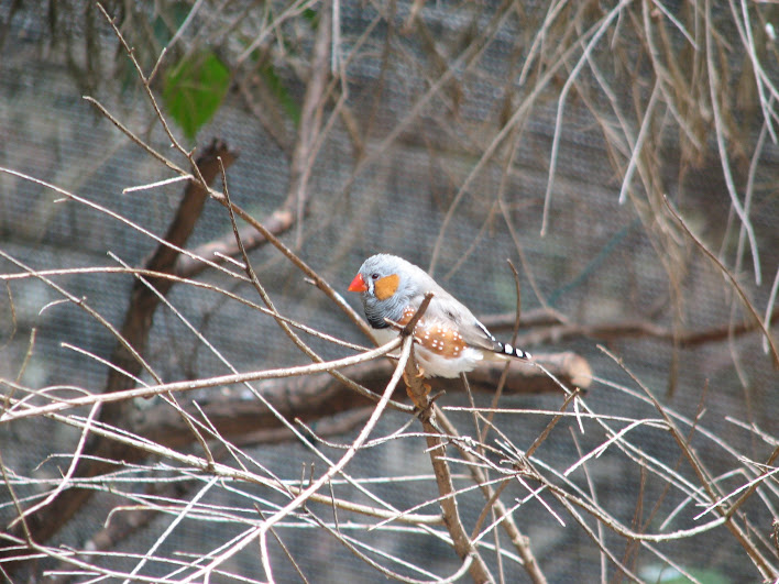 Blackbutt 2007 - Zebra Finch