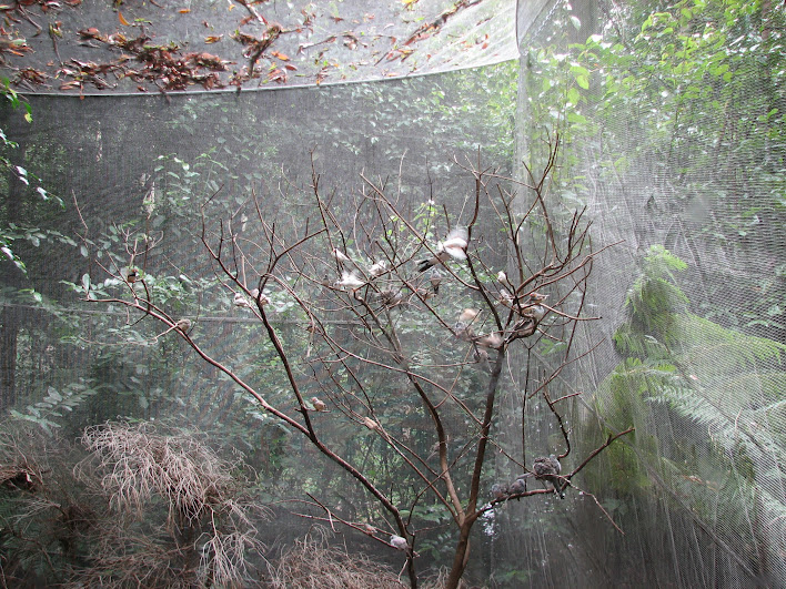 Blackbutt 2007 - Zebra Finches (including Albino), Peaceful Doves, Star Finches, Diamond Doves and Bar-shouldered Doves