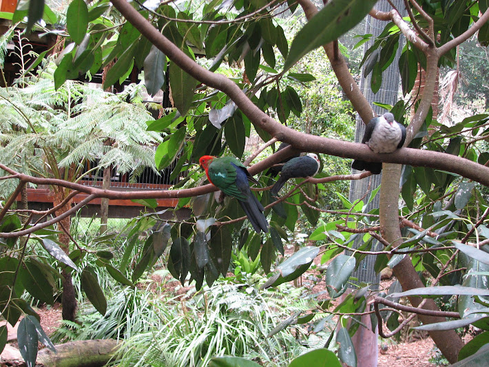 Blackbutt 2011 - Australian King Parrot, White-headed Pigeons, koala aviary
