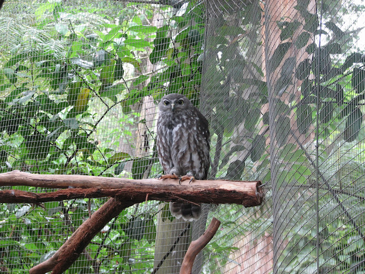 Blackbutt 2011 - Barking Owl