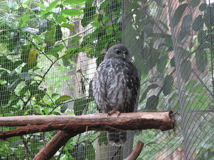 Blackbutt 2011 - Barking Owl