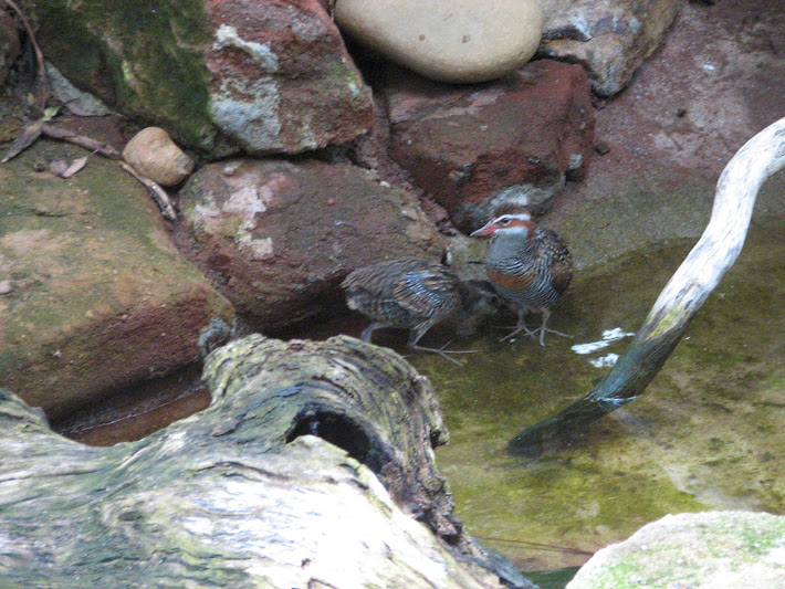 Blackbutt 2011 - Buff-banded Rails
