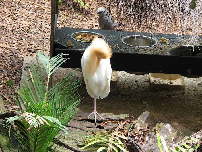 Blackbutt 2011 - Cattle Egret and Apostlebird