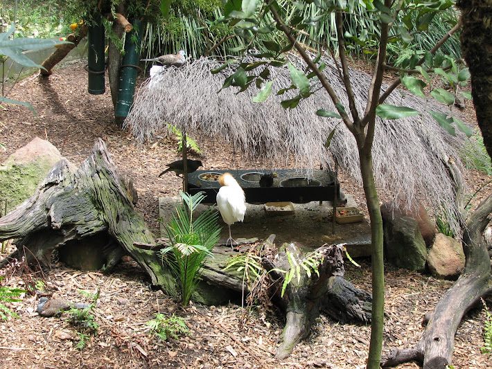 Blackbutt 2011 - Cattle Egret, Satin Bowerbird and Apostlebird