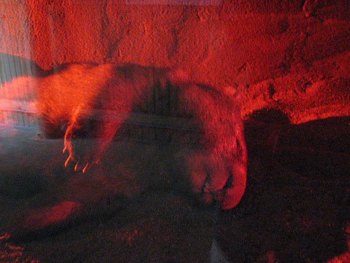 Blackbutt 2011 - Common Wombat