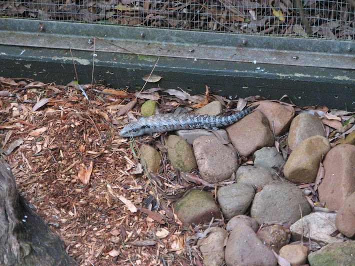 Blackbutt 2011 - Eastern Blue-tongue, parrot and finch aviary