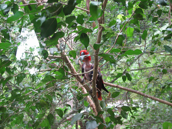 Blackbutt 2011 - Eclectus Parrot with missing feathers