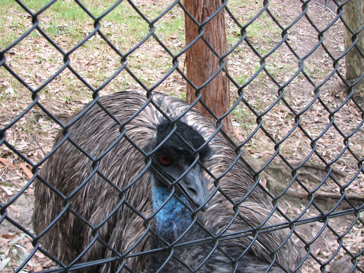 Blackbutt 2011 - Emu