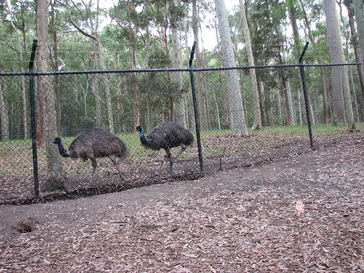 Blackbutt 2011 - Emus