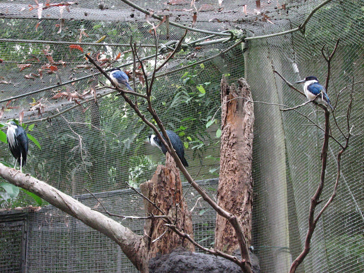 Blackbutt 2011 - Forest Kingfishers and Pied Herons