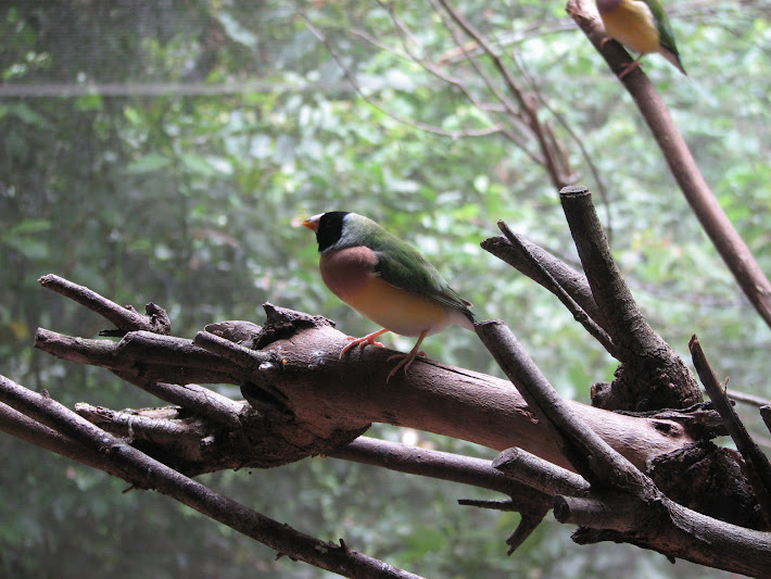 Blackbutt 2011 - Gouldian Finches