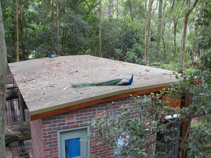 Blackbutt 2011 - Indian Peafowl