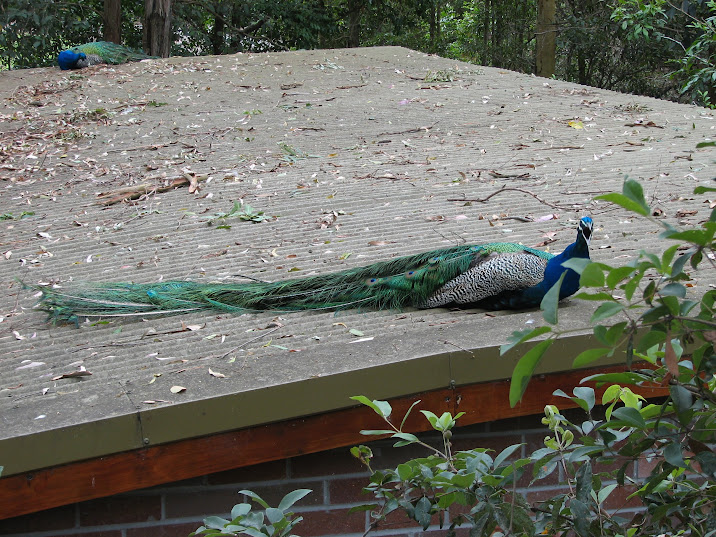 Blackbutt 2011 - Indian Peafowl