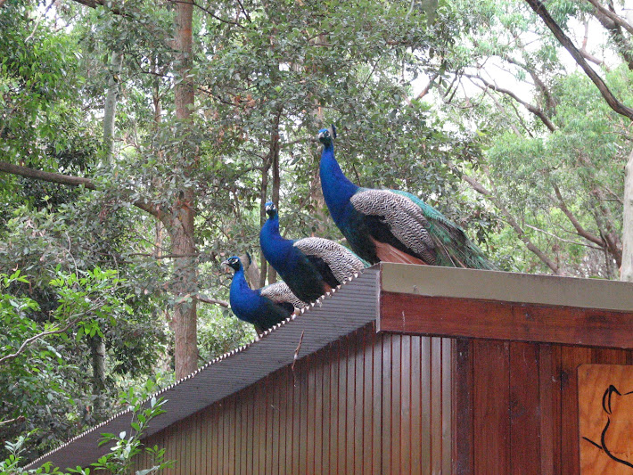 Blackbutt 2011 - Indian Peafowl