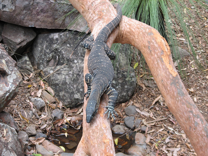 Blackbutt 2011 - Lace Monitor