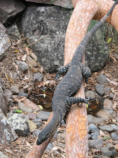 Blackbutt 2011 - Lace Monitor
