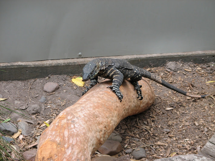 Blackbutt 2011 - Lace Monitor