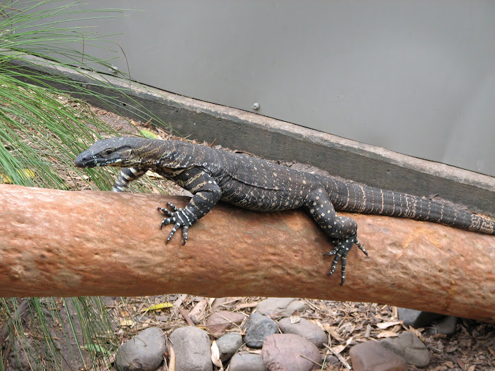 Blackbutt 2011 - Lace Monitor