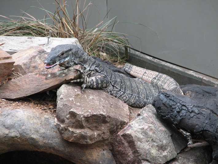 Blackbutt 2011 - Lace Monitor