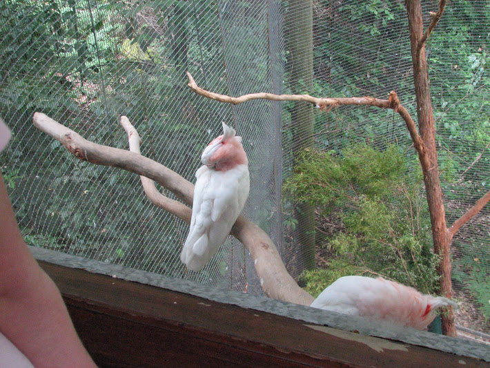 Blackbutt 2011 - Major Mitchell Cockatoos