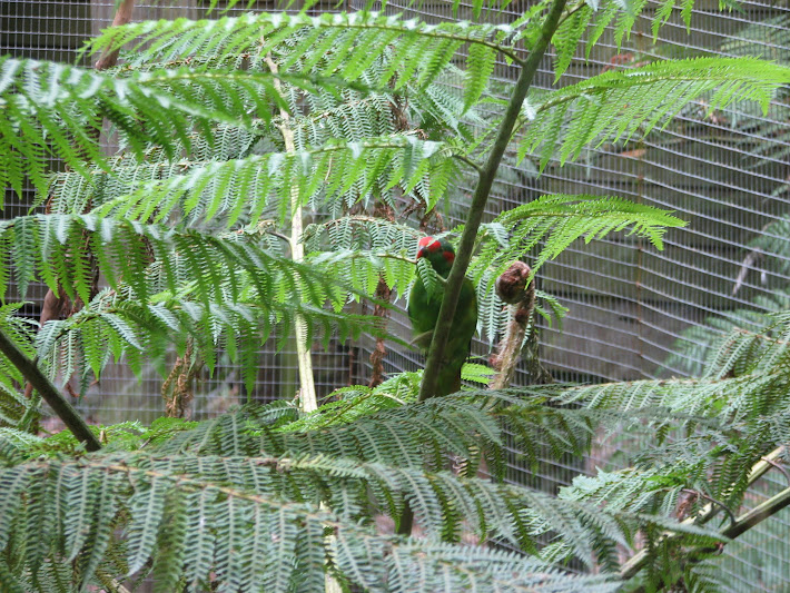 Blackbutt 2011 - Musk Lorikeet