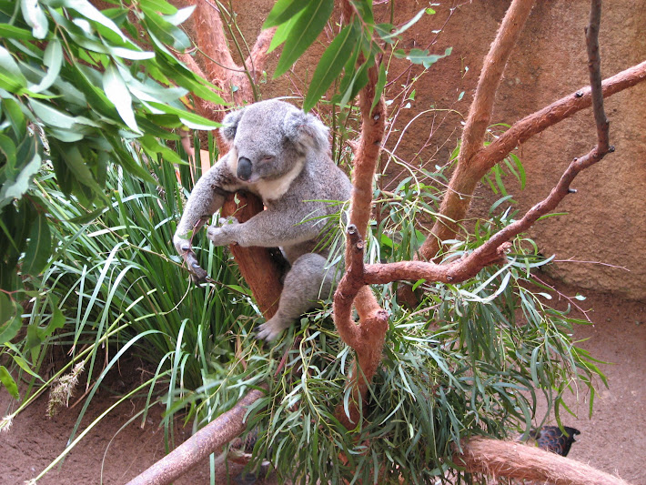 Blackbutt 2011 - Northern Koala and Glossy Ibis